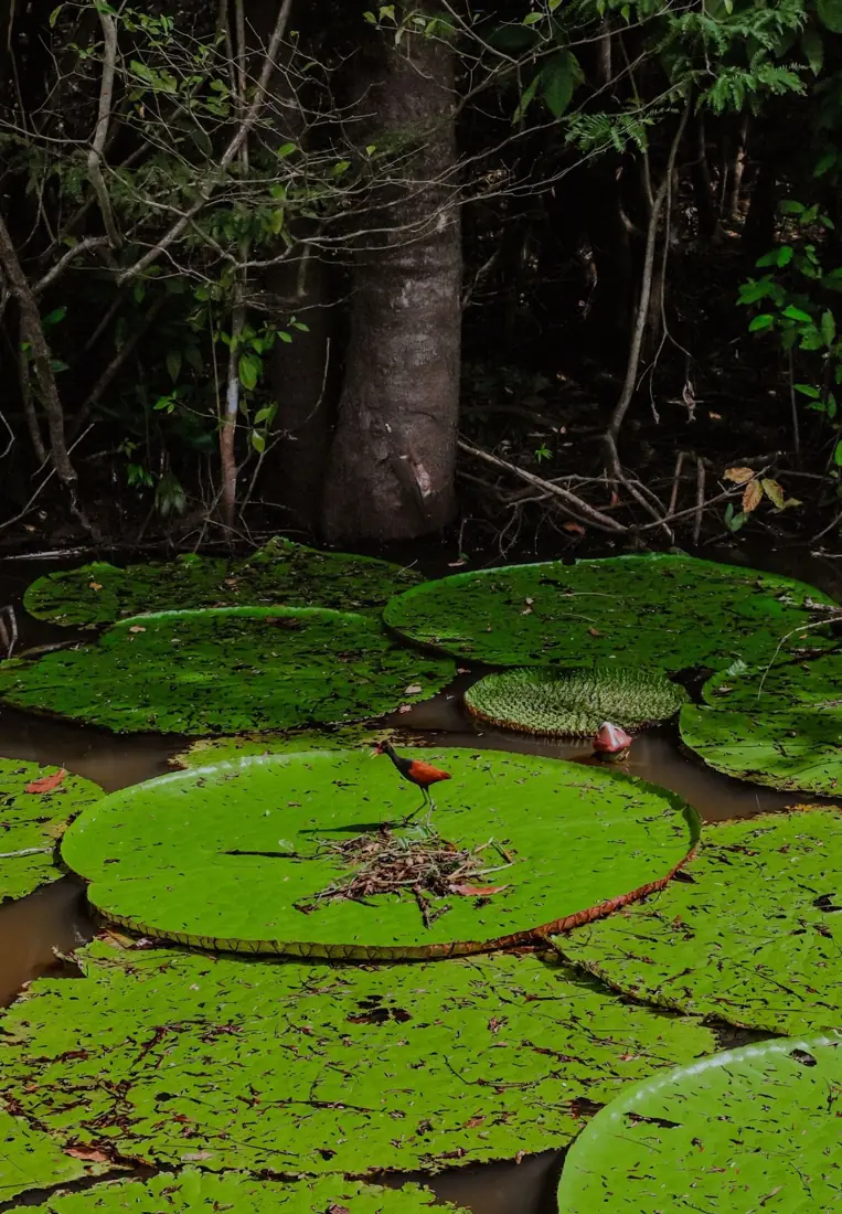 Rainforest wildlife, Amazon basin